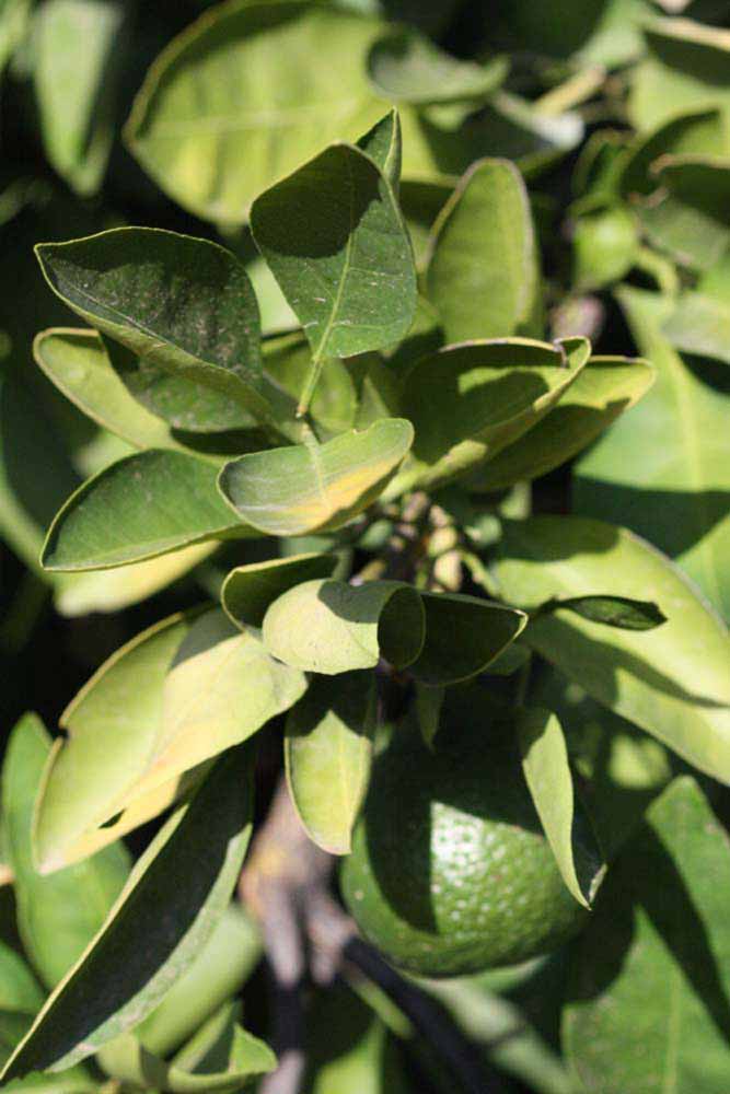            Sun leaves (Riverside, CA)   